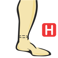 Ankle Circumference